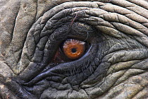 RF- Close up of Indian Elephant Eye (Elephas maximus)(Domestic). Kaziranga National Park, Assam, India. Endangered species. (This image may be licensed either as rights managed or royalty free.)