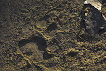 Pug / Paw mark of female Bengal Tiger {Panthera tigris tigris} along a forest track, Kanha National Park, Madhya Pradesh, India.