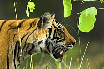 Male Bengal Tiger {Panthera tigris tigris} head profile, Kanha National Park, Madhya Pradesh, India.