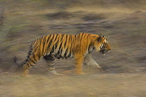 Male Bengal Tiger {Panthera tigris tigris} running and patrolling territory, Bandhavgarh National Park, Madhya Pradesh, India.