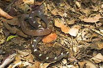 Common Indian Wolf Snake {Lycodon aulicus} on forest floor, Bandhavgarh National Park, India.