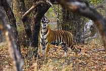 Female Bengal Tiger "Laxmi" {Panthera tigris tigris} sniffing scent on tree trunk while patrolling territorial boundaries, Bandhavgarh, India.