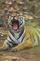 Female Bengal Tiger {Panthera tigris tigris} yawning, Bandhavgarh National Park, Madhya Pradesh, India.