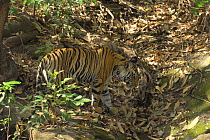 Bengal Tiger cub {Panthera tigris tigris} 20-months  playing amongst rocks in forest. Bandhavgarh National Park, Madhya Pradesh, India.