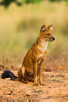 RF- Indian Wild Dog / Dhole (Cuon alpinus) sitting. Bandhavgarh National Park, Madhya Pradesh, India. (This image may be licensed either as rights managed or royalty free.)