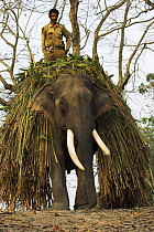 Male Indian Elephant {Elephas maximus} with mahawat after collecting fodder, Kaziranga National Park, Assam, India.
