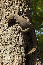 Bengal Monitor {Varanus bengalensis} basking on tree trunk, Bandhavgarh National Park, Madhya Pradesh, India.