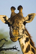 Male Masaai Giraffe {Giraffa camelopardalis} licking nose, Serengeti NP, Tanzania.