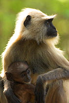 RF- Southern plains grey / Hanuman langur (Semnopithecus dussumieri) female with infant. Bandhavgarh National Park, Madhya Pradesh, India. (This image may be licensed either as rights managed or royal...