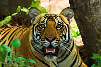 RF- Male Bengal Tiger (Panthera tigris tigris) face portrait in undergrowth, Kanha National Park, Madhya Pradesh, India. Endangered species. (This image may be licensed either as rights managed or roy...