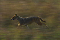 Golden Jackal {Canis aureus} running through meadow, Kanha National Park, Madhya Pradesh, India.