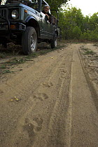 Tourist in jeep looking at pug / paw marks of female Bengal Tiger {Panthera tigris tigris} along a forest track, Kanha National Park, Madhya Pradesh, India.