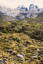 High mountain forest (c.3000m) and rugged rocky summit beyond, with distinctive 'Donkey's Ears' visible, Mt Kinabalu, Sabah, Borneo, Malaysia.