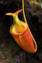 Aerial / upper pitcher of Pitcher Plant {Nepenthes villosa} upper slopes of Mt Kinabalu, Sabah, Borneo.  Note - endemic to Borneo.