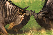 RF- Male Eastern white bearded wildebeest (Connochaetes taurinus albojubatus) sparring head to head. Serengeti National Park, Tanzania. (This image may be licensed either as rights managed or royalty...