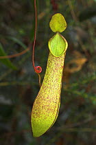 Aerial / upper pitcher of Pitcher Plant {Nepenthes tentaculata} upper slopes of Mt Kinabalu, Sabah, Borneo.