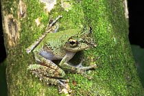 Frilled Tree Frog {Rhacophorus appendiculatus} camouflaged against vegetation, Kinabatangan River, Sukau, Sabah, Borneo.