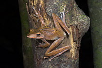 Collett's Tree Frog {Polypedates colletti} portrait on tree, Kinabatangan River, Sukau, Sabah, Borneo.