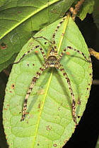 Giant Huntsman Spider {Sparassidae sp.} Sukau, Sabah, Borneo.