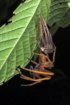 Giant Huntsman Spider {Sparassidae sp.} shedding exo-skeleton, Sukau, Sabah, Borneo.