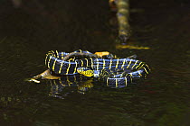 Yellow-ringed cat snake / Mangrove snake {Boiga dendrophilia} resting on branch in stream, Kinabatangan River, Sukau, Sabah, Borneo.
