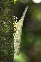 Giant Lantern Bug {Fulgora sp.} in riverine forest. Kinanatangan River, Sukau, Sabah, Borneo.