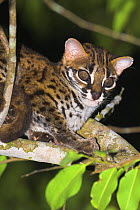 Adult Leopard Cat {Felis / Prionailurus bengalensis} resting in a tree, riverine forest, banks of Kinabatangan River, Sukau, Sabah, Borneo.