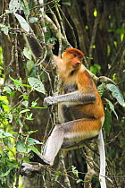 Female Proboscis Monkey {Nasalis larvatus} Riverine forest, Kinabatangan River, Sukau, Sabah, Borneo.