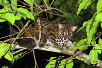 Adult Leopard Cat {Felis / Prionailurus bengalensis} portrait resting in tree, riverine forest, banks of Kinabatangan River, Sukau, Sabah, Borneo.