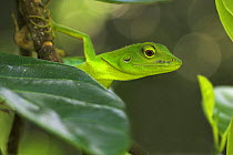 Green Fence Lizard {Bronchocoela / Bronchocela cristatella} basking in sunlight, Riverine forest, Kinabatangan River, Sukau, Sabah, Borneo.