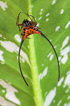 Thorn Spider {Gasteracantha sp.} constructing web, Sukau, Sabah, Borneo.