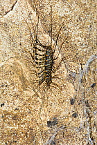 Long-legged / Scutigerid centipede {Scutigera sp.} on cave wall, Gomantong Caves, Sabah, Borneo.