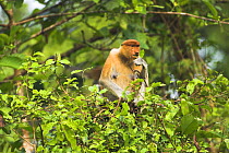 Female Proboscis monkey {Nasalis larvatus} eating, Riverine forest, Kinabatangan River, Sukau, Sabah, Borneo.
