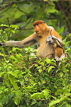 Female Proboscis monkey {Nasalis larvatus} eating in tree, Riverine forest, Kinabatangan River, Sukau, Sabah, Borneo.