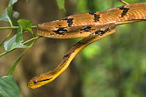 Dog-toothed cat snake {Boiga cynodon} in riverine forest, Kinabatangan River, Sukau, Sabah, Borneo.