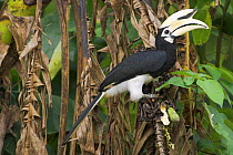 Oriental pied hornbill {Anthracoceros albirostris} feeding on river-side tree, Kinabatangan River, Sukau, Sabah, Borneo.