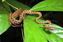 Jasper cat snake {Boiga jaspidea} Kinabatangan River, Sukau, Sabah, Borneo.