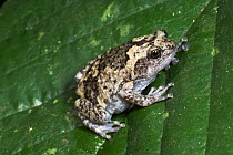 Tree hole frog {Metaphrynella sundana} Kinabatangan River, Sukau, Sabah, Borneo.