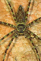 Giant Huntsman Spider {Heteropoda sp.} Sukau, Sabah, Borneo.