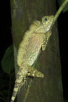 Long-crested Forest Dragon / Borneo angle headed dragon lizard {Gonocephalus bornensis} on branch, Danum Valley, Sabah, Borneo.