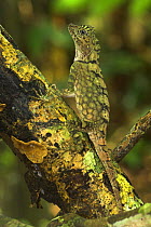 Short-crested forest dragon / Comb crested dragon lizard {Gonocephalus liogaster} lowland rainforest, Danum Valley, sabah, Borneo.