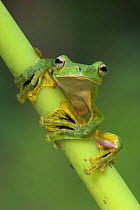 Wallace's flying / gliding frog {Rhacophorus nigropalmatus} portrait perching on vegetation, Danum Valley, Sabah, Borneo.