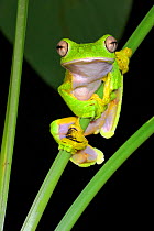 RF- Wallace's flying / gliding frog (Rhacophorus nigropalmatus) perching on understorey vegetation at night, Danum Valley, Sabah, Borneo. (This image may be licensed either as rights managed or royalt...