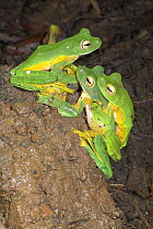 Wallace's flying / gliding frog {Rhacophorus nigropalmatus} at night congregating and breeding at temporary pool formed after rain, Danum Valley, Sabah, Borneo.