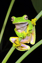 Wallace's flying / gliding frog {Rhacophorus nigropalmatus} perching on understory vegetation at night, Danum Valley, Sabah, Borneo.