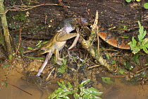Triangle / Red-sided keelback (Xenochrophis trianguligera) catching frog, with freshwater crab trying to steal it, on edge of rainforest pool. Danum Valley, Sabah, Borneo.