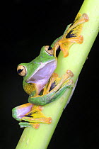 Wallace's flying / gliding frog {Rhacophorus nigropalmatus} perching on understorey vegetation at night, Danum Valley, Sabah, Borneo.