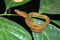 Common / Dusky mock viper (Psammodynastes pulverulentus) Kinabatangan River, Sukau, Sabah, Borneo