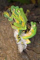Wallace's flying / gliding Frog {Rhacophorus nigropalmatus} at night congregating and breeding at temporary pool formed after rain, Danum Valley, Sabah, Borneo.