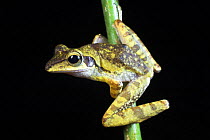Dark-eared Tree Frog {Polypedates macrotis} perching on branch at night, Danum Valley, Sabah, Borneo.